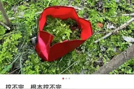 春日美味？不要碰！不要吃！紧急提醒图片