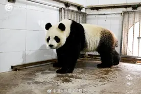 欢迎回家！旅居比利时的3只大熊猫平安回国图片