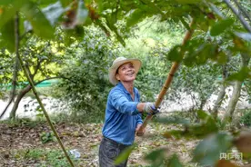安徽广德：板栗丰收富乡邻图片