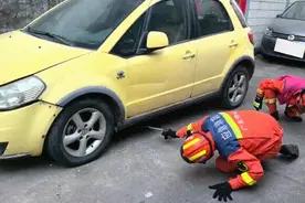 鳄鱼溜上街一招铁锹锁嘴被擒拿，警方已介入图片