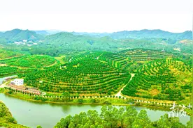 “橡胶+南药”特色种植面积超8万亩，广东农垦探索多种复合种植模式图片
