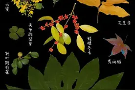 没想到植物的叶片数量竟藏着这么多知识图片