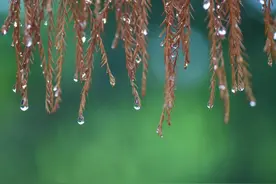 【节气里的大美中国】露珠并不白，为什么叫“白露”？图片