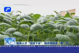 陇原人才“送技下乡”  助农增收添“薯”光视频封面