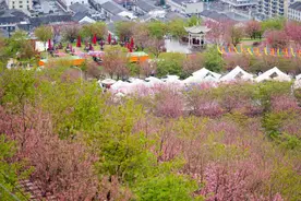 千亩樱花竞相放 瑞安“一村一花”迎客兴村图片
