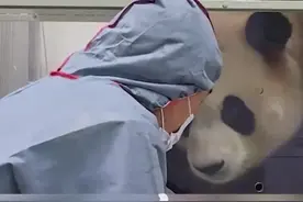 大熊猫“福宝”明天回国 和姜爷爷碰头的画面暖哭了图片