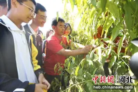河北衡水近百名学生采摘果实体验劳动实践  感受丰收喜悦图片