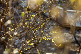 北京赏花大幕3月拉开，多家公园“迎春第一花”蜡梅进入盛花期图片