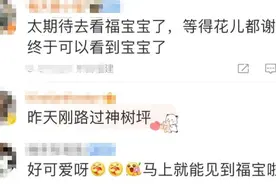 时间定了！大熊猫“福宝”将与公众见面，就在→图片