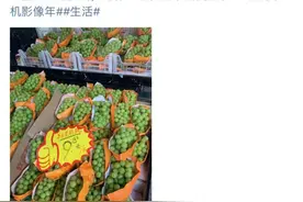 阳光玫瑰葡萄身价大跳水，“泡药水”传闻是否可信？图片