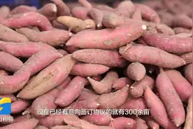 助农增收！枣庄市峄城区调整种植结构 拓宽增收路径图片