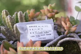 出手就是爆款！云南省中医医院5款中药茶饮抢疯了图片