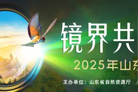光影交错，佳作云集！“镜界共生·羽韵齐鲁”2025年山东省鸟类生态摄影大赛即将开启投票图片