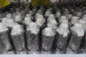 云南“驯菌录”图片
