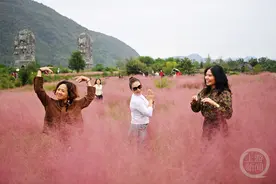 国庆好去处 酉阳赏粉黛图片