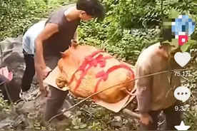 太公你在哪！翻山越岭硬核祭祖，清明是属于华南F3的“铁人三项”图片