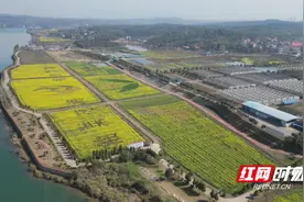 祁阳：油菜花开增春色 美丽经济促振兴图片