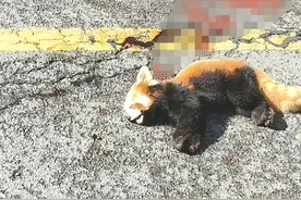 四川汶川一小熊猫疑被车辆撞倒躺在路中间，动物保护站：已报警图片
