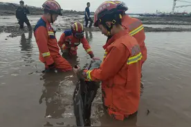 又有海豚搁浅，温岭两小时紧急救援，成功放归大海图片