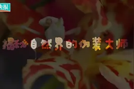 揭秘自然界的伪装大师，“貌美如花”但却“心狠手辣”图片