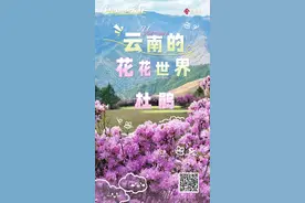 【美好生活在云南】云南的花花世界：高山杜鹃 从文化传承到“亿元”产业图片