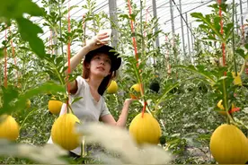 单个西瓜售价超百元，潍坊农业科技发展为郭牌西瓜“甜蜜”赋能图片