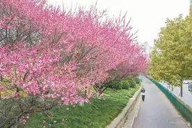春回江城 梅花争艳图片