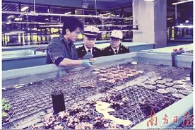 梅沙海关：守护“海洋之花”绚丽绽放图片