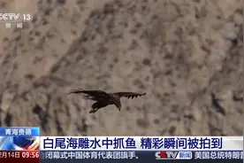 “今天好不容易捕了1只鱼，9只雕过来抢……”图片