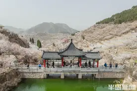 上春山，品花韵！第二届青岛樱桃花节启动图片