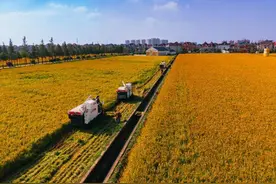 大江东丨从“好吃”到“好玩”，美丽乡村为人民城市实景画增色添彩图片