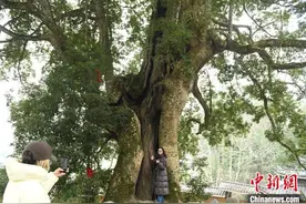 探访“中国千年金丝楠第一村”图片
