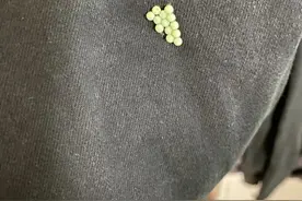 一见到就是14颗？千万别碰！已进入高发期图片