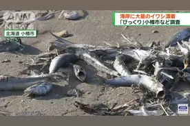 日本北海道海岸漂来大量沙丁鱼：范围绵延7公里 已开始腐烂图片