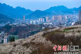 贵州赫章：樱桃花海映山城图片