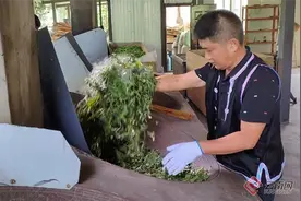 让古六大茶山贡茶飘香世界 ——记普洱茶制作技艺省级非物质文化遗产传承人权晓辉图片