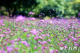 组图丨打卡马鞭草享浪漫花海风情图片