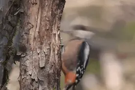 啄木鸟“哐哐”撞树，为什么没事？原来我们被骗好多年......图片