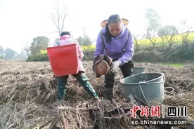 泸州合江：赤松茸喜迎丰收 撑起村民“致富伞”图片