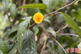 广西玉林：金花茶铺就乡村致富新路图片
