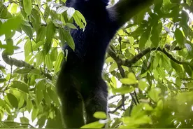 “猿”丁兴旺 无量山天籁之音悠扬——“极小种群物种”逆袭故事之三图片