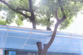 “植”此青绿！古树在长沙有多受宠？生态环境部都点名表扬了图片