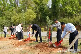 新疆“左公柳”远赴湘豫绽新绿图片