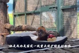果然视频|动物视界129——黑叶猴幼崽，长得也太萌了吧图片