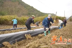 宁远：党建领航“苗”绘蓝图 烟苗移栽开启致富新篇图片