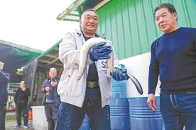 鳗鱼“游进”大别山图片