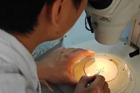 实验室的故事｜一刀两断不算啥，千刀万剐还能活！“再生实验室”里 科学家找寻“永生”秘密图片