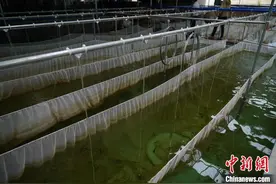 云南西双版纳：保育澜湄流域珍稀土著鱼类图片