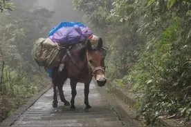 峨眉山骡子负重爬山引发共情背后：传承千年的背夫传统和暂难舍弃的运输方式｜封面深镜图片