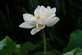 大明湖白荷花，清风添绰约香气袭人衣图片